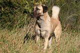 KANGAL 087